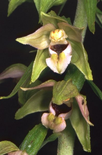 Epipactis muelleri - Epipactis de M�ller