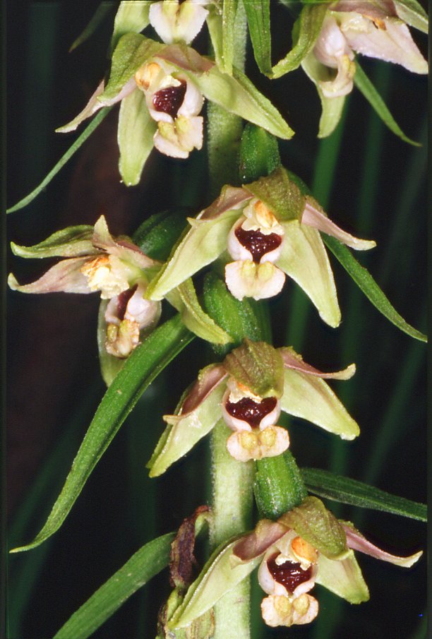Epipactis muelleri - Epipactis de M�ller