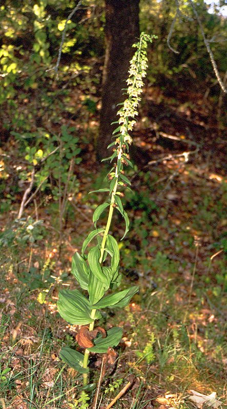 Epipactis muelleri - Epipactis de M�ller
