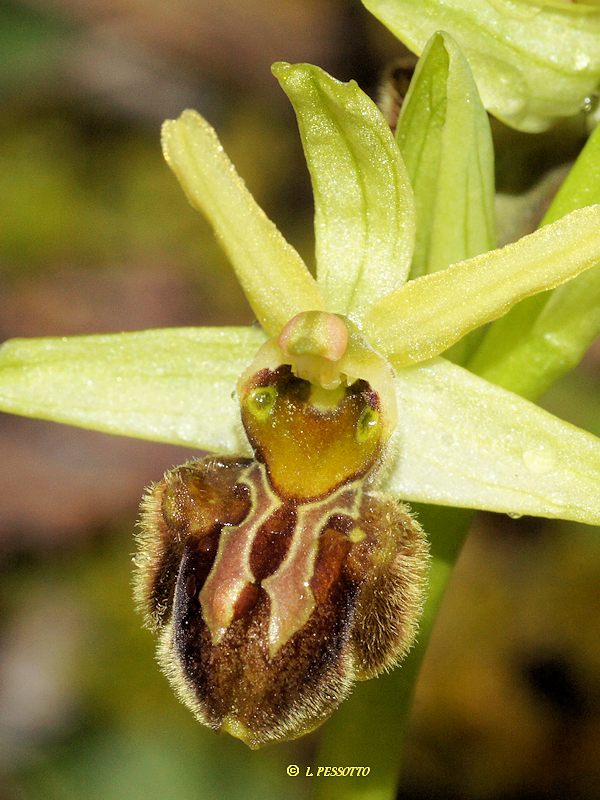 Ophrys massiliensis - Ophrys de Marseille