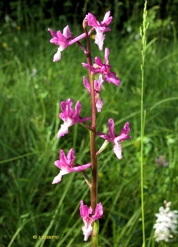 Anacamptis laxiflora - Orchis � fleurs laches