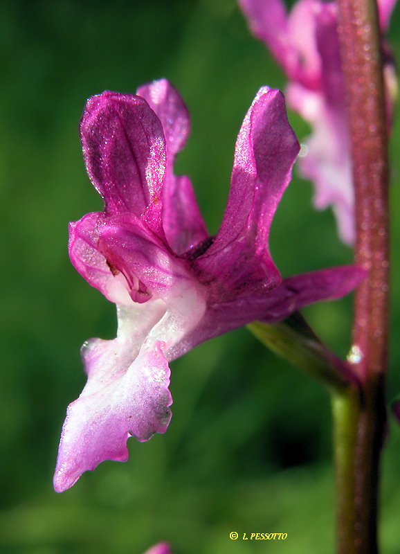 Anacamptis laxiflora - Orchis � fleurs laches