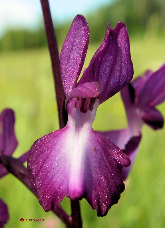 Anacamptis laxiflora - Orchis � fleurs laches