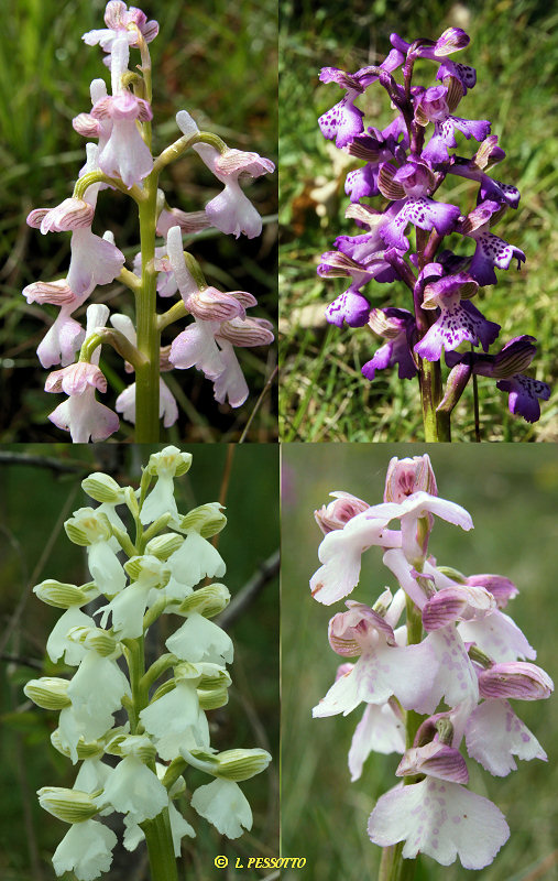 Anacamptis morio subsp. morio - Orchis bouffon