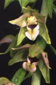 Epipactis muelleri - Epipactis de M�ller