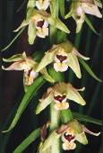 Epipactis muelleri - Epipactis de M�ller