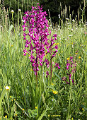 Anacamptis laxiflora - Orchis � fleurs laches