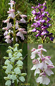 Anacamptis morio - Orchis bouffon