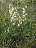 Cephalanthera damasonium - Cphalanthre  grandes fleurs