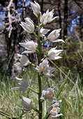 Cephalanthera longifolia - Cphalanthre  longues feuilles