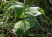 Epipactis helleborine subsp. helleborine - Epipactis  larges feuilles