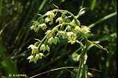 Epipactis muelleri - Epipactis de M�ller