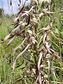 Himantoglossum hircinum - Orchis bouc