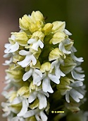 Neotinea ustulata - Orchis brl