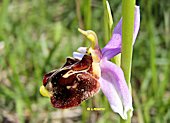 Ophrys aegirtica- Ophrys du Gers