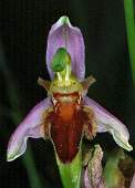 ophrys apifera fulvofusca