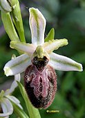 Ophrys occidentalis - Ophrys occidental