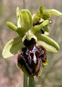 Ophrys occidentalis - Ophrys occidental