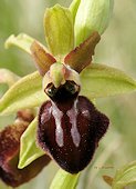 Ophrys occidentalis - Ophrys occidental