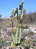 Ophrys occidentalis - Ophrys occidental