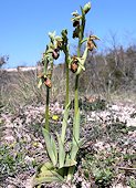 Ophrys occidentalis - Ophrys occidental