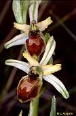 ophrys araneola blanc