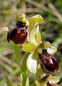 Ophrys araneola - Ophrys petite araigne
