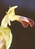 Ophrys forestieri - Ophrys de Forestier