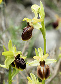 Ophrys occidentalis - Ophrys occidental