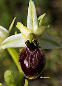 Ophrys occidentalis - Ophrys occidental