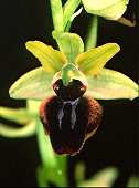Ophrys passionis - Ophrys de la passion