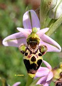 Ophrys scolopax - Ophrys bcasse