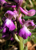 Anacamptis morio - Orchis bouffon