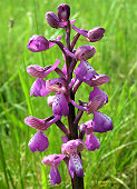 Anacamptis morio - Orchis bouffon