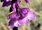 Anacamptis morio - Orchis bouffon