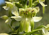 Platanthera chlorantha - Plantanthre verdtre