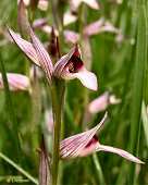 Serapias lingua - S�rapias � languette