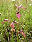 Serapias lingua - S�rapias � languette