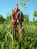 Serapias vomeracea - S�rapias en soc de charrue