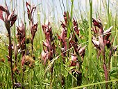 Serapias vomeracea - S�rapias en soc de charrue