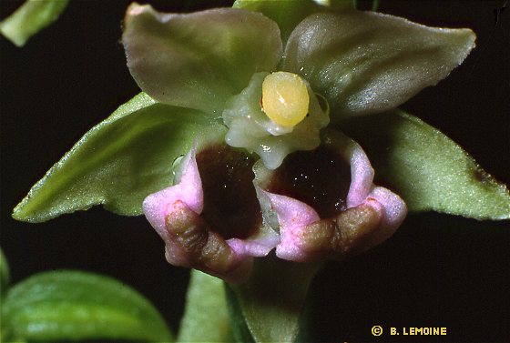 Epipactis helleborine subsp. helleborine - Epipactis  larges feuilles