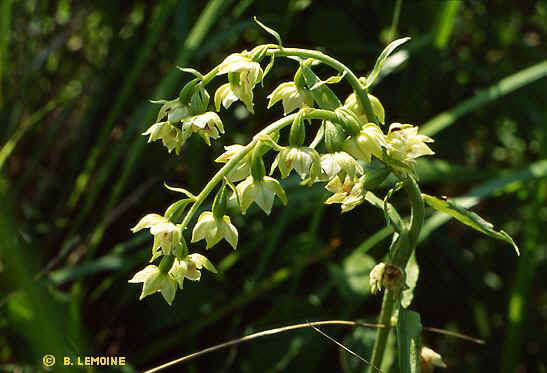 Epipactis muelleri lusus