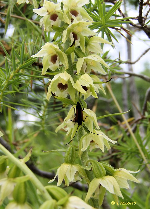 Epipactis muelleri - Epipactis de M�ller