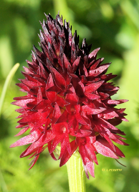 gymnadeniaaustriacaalpesb