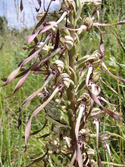 Himantoglossum hircinum - Orchis bouc