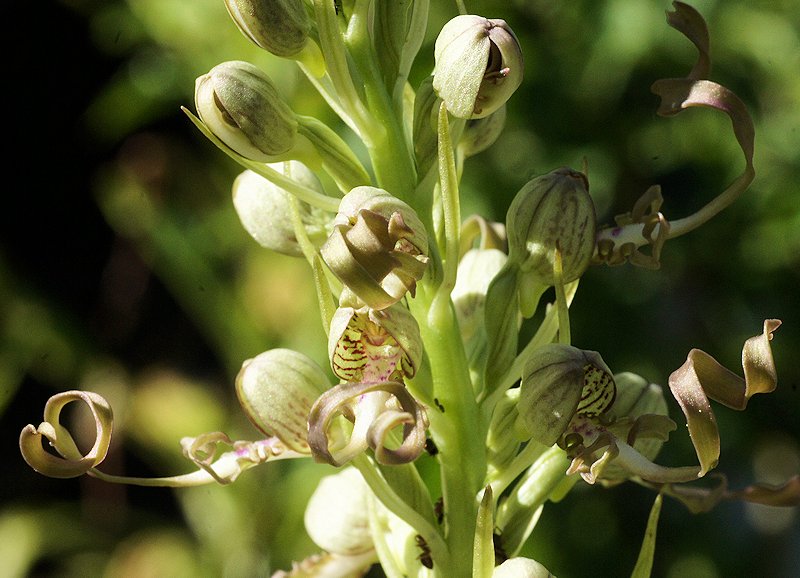Himantoglossum hircinum - Orchis bouc