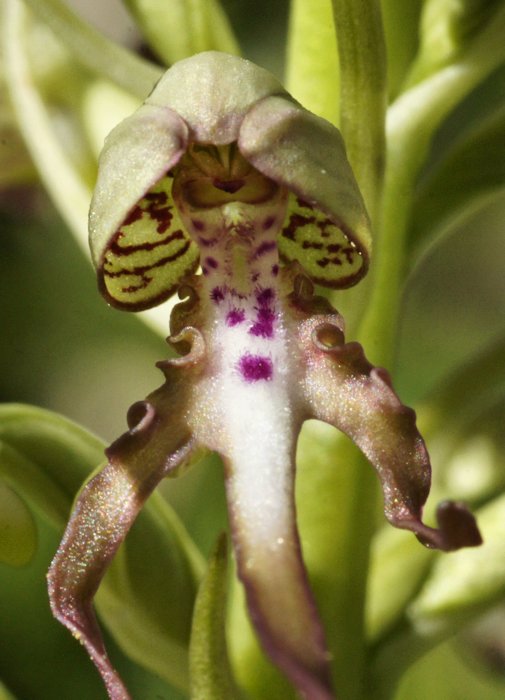 Himantoglossum hircinum - Orchis bouc