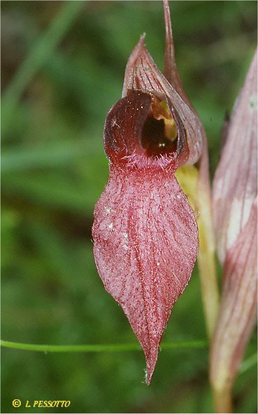 Serapias lingua x Serapias vomeracea