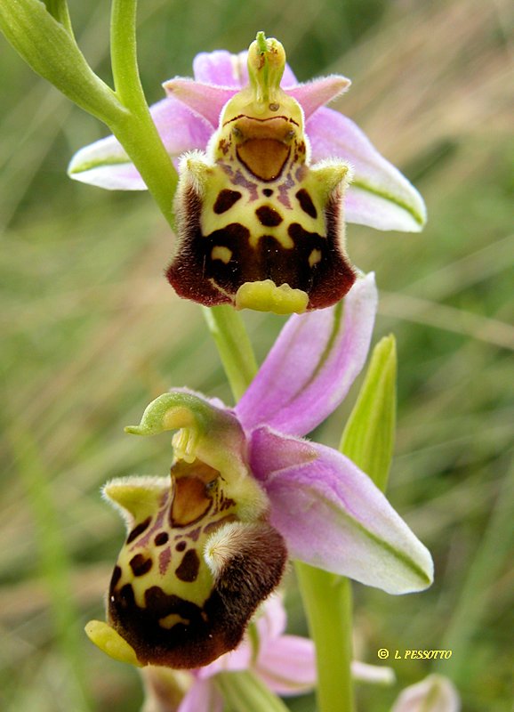 Ophrys aegirtica- Ophrys du Gers