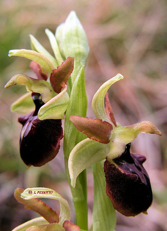 Ophrys occidentalis - Ophrys occidental